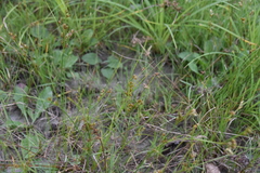 Juncus