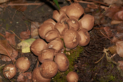 Apioperdon