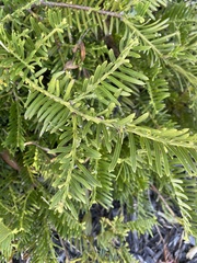 Cephalotaxus