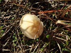 Stropharia coronilla