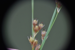 Juncus