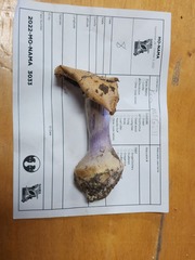 Cortinarius violaceoflavescens