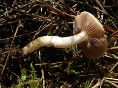 Stropharia coronilla