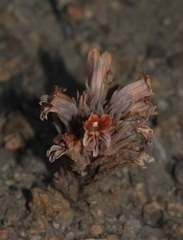 Aphyllon corymbosum
