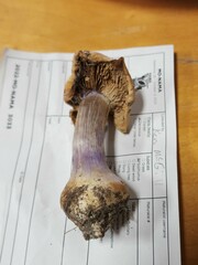 Cortinarius violaceoflavescens