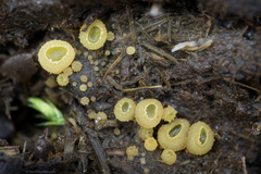 Ascobolus furfuraceus