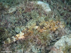Scorpaena porcus