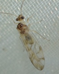 Stenopsocus immaculatus