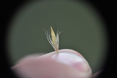 Hordeinae