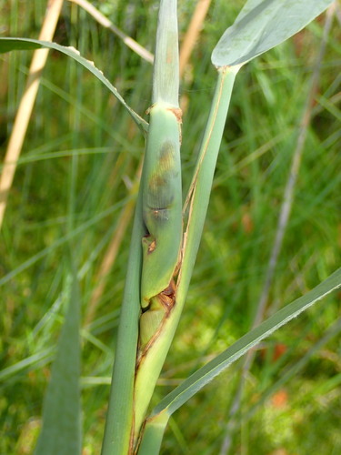 Steneotarsonemus phragmitidis