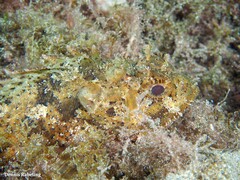 Scorpaena porcus