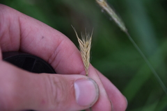 Hordeinae