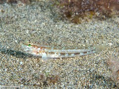 Gobius gasteveni