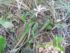 Ancylobothrys capensis