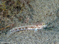Gobius gasteveni