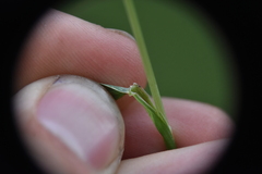 Hordeinae