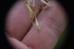Hordeinae