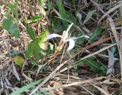 Ancylobothrys capensis