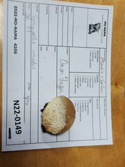 Pseudospongipellis unicolor