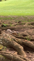 Sciurus variegatoides