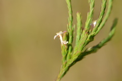 Struthiola ciliata