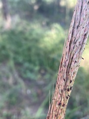 Saccharum brevibarbe