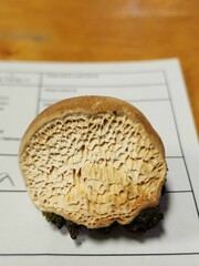 Pseudospongipellis unicolor