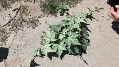 Cucurbita palmata