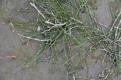 Equisetum