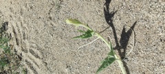 Cucurbita palmata