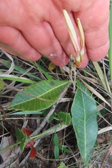 Ancylobothrys capensis