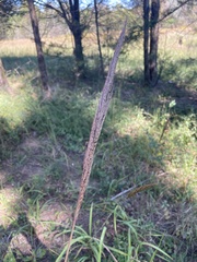 Saccharum brevibarbe