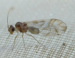 Stenopsocus immaculatus