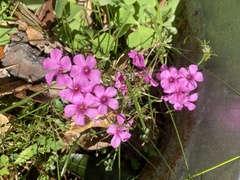 Oxalis debilis