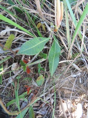 Ancylobothrys capensis