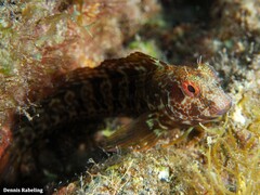 Parablennius pilicornis