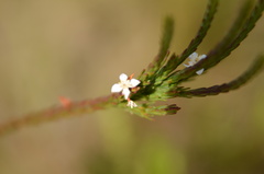 Struthiola ciliata