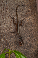 Anolis sagrei
