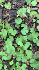 Dichondra carolinensis