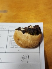 Pseudospongipellis unicolor