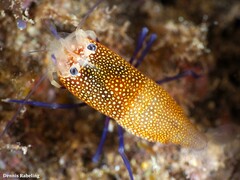 Gnathophyllum elegans