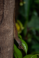 Anolis sagrei