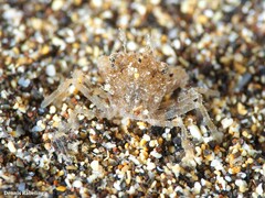 Decapoda