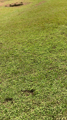 Stenotaphrum secundatum