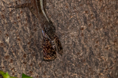 Cycloglypha thrasibulus