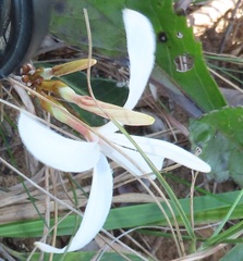 Ancylobothrys capensis