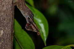 Cycloglypha thrasibulus