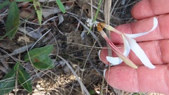 Ancylobothrys capensis