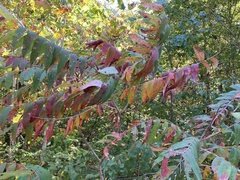 Rhus glabra