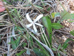 Ancylobothrys capensis